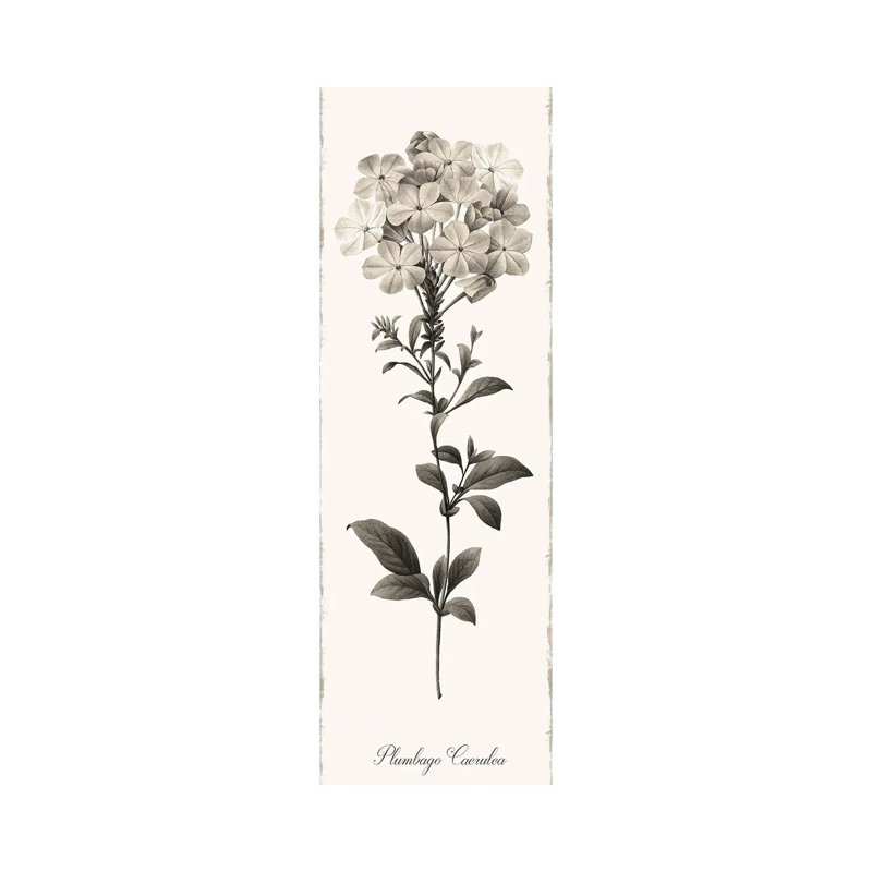 Slender Leadwort by Kelly Donovan - Wrapped Canvas Panoramic Painting, 30.48 cm H x 91.44 cm W x 1.91 cm D