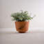 Pot de fleurs en terre cuite Leaf