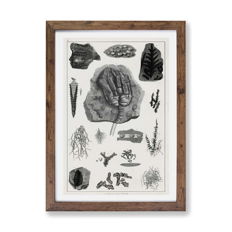 Collection of Fossils by Oliver Goldsmith - Framed Print, 24cm H x 33cm W x 2cm D, Walnut