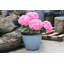 Sundhya Pot Planter-1321088713-1321088718