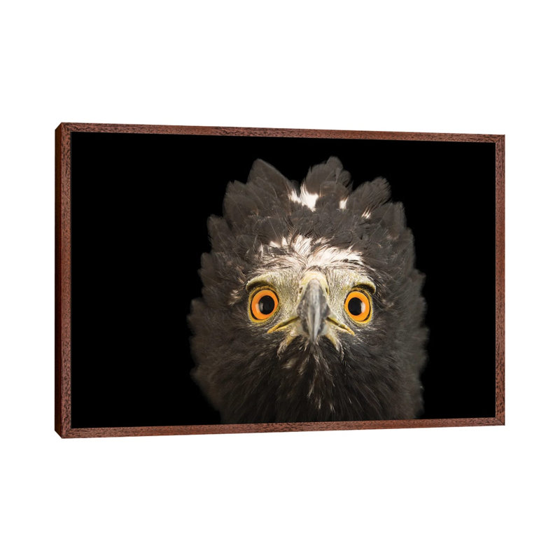 A Black Hawk-Eagle Or Tyrant Hawk-Eagle At Parque Jaime Duque Near Bogota, Colombia 1 Piece Wall Art on Canvas