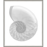 Silver Leafed Shell 4' Framed Graphic Art Print on Glass