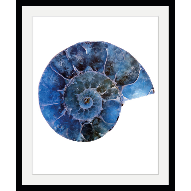 Shell - Single Picture Frame Print