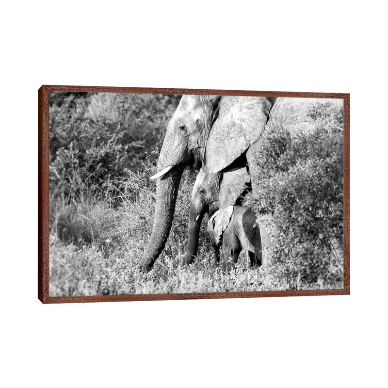 Elephant Trio In Black And White - Print on Canvas, 66.04 cm H x 45.72 cm W, Classic Brown Wood Framed
