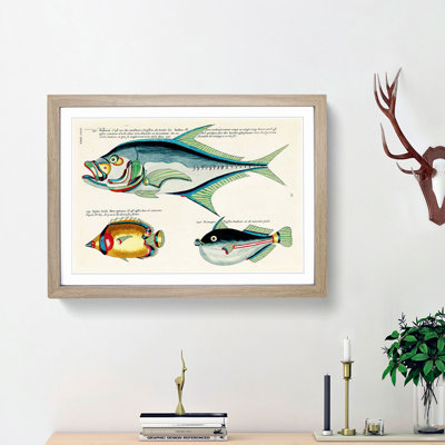 East Indies Fish Illustrations XXIX by Louis Renard - Picture Frame Graphic Art Print