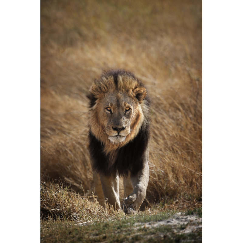 Animal Lion - Wrapped Canvas Print, 46cm H x 30cm W