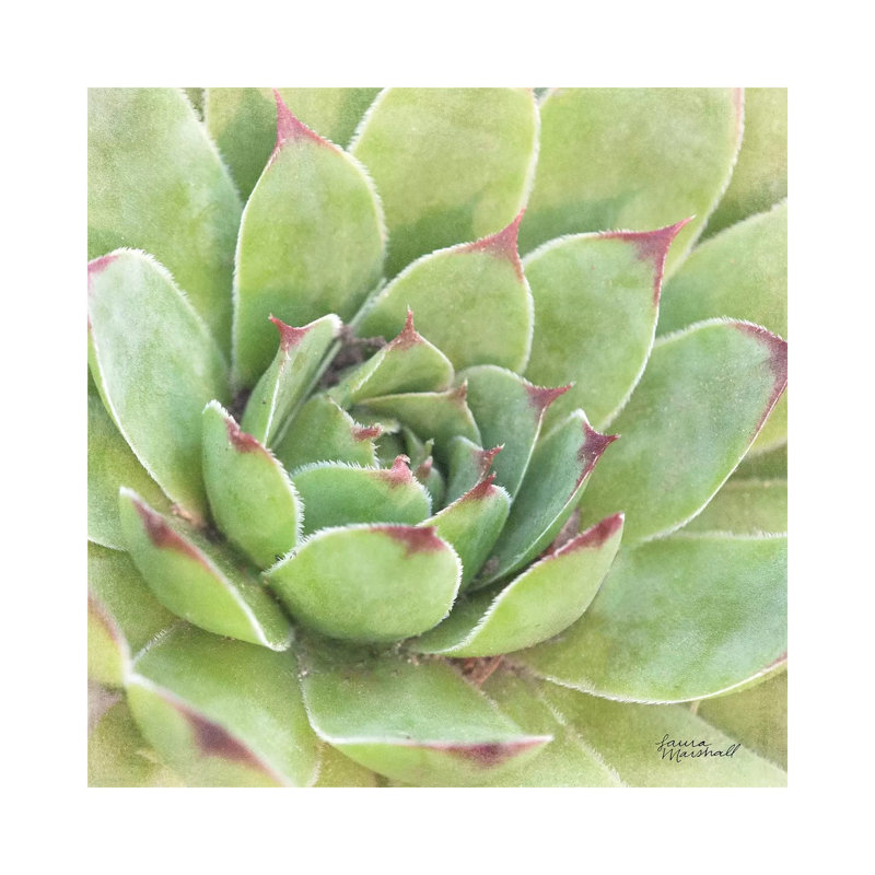 Garden Succulents IV by Laura Marshall - Wrapped Canvas Print, 30.48 cm H x 30.48 cm W