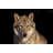 Eye To Eye Portrait With Wolf Female by Olga_gl - Wrapped Canvas Print-440884257