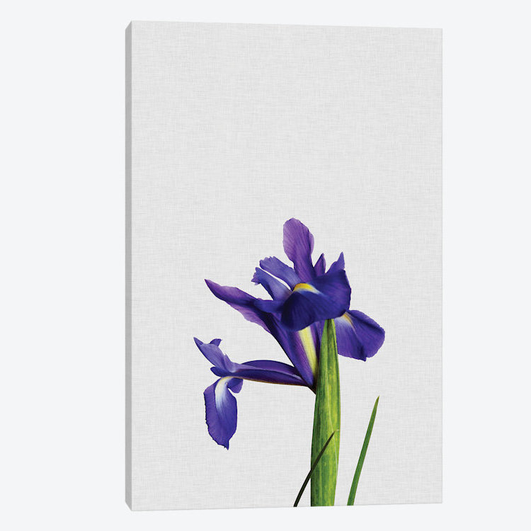 Iris par Orara Studio - Estampe numérique sur toile tendue avec châssis, H 12 po x l 8 po x P 0,75 po, Toile tendue