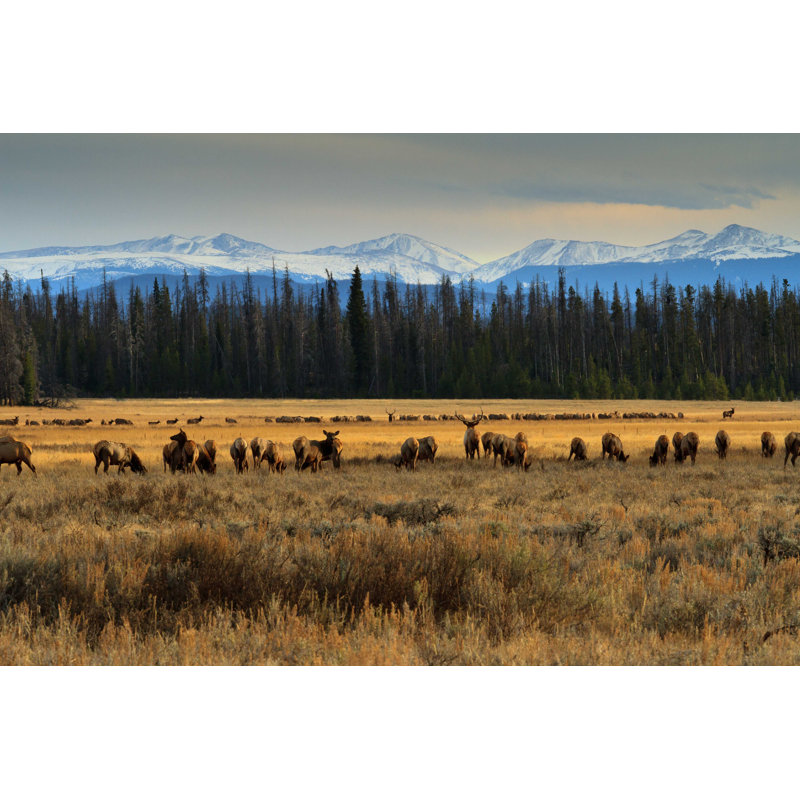 Bull Elks with Herds - Photographie sur toile tendue, L 36 po x H 24 po