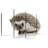 African Hedgehog