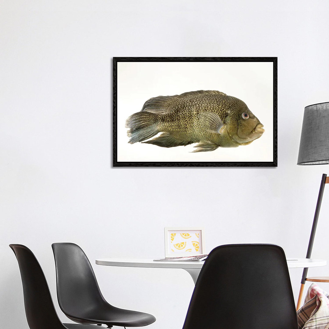 A Sinaloan Cichlid At The Arizona Sonora Desert Museum von Joel Sartore - Galerie-verpackte Leinwand Giclée auf Leinwand