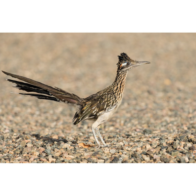 Greater Roadrunner by Twildlife - Wrapped Canvas Print, 81cm H x 122cm W