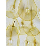 Pear Slices Print by Harold Davis