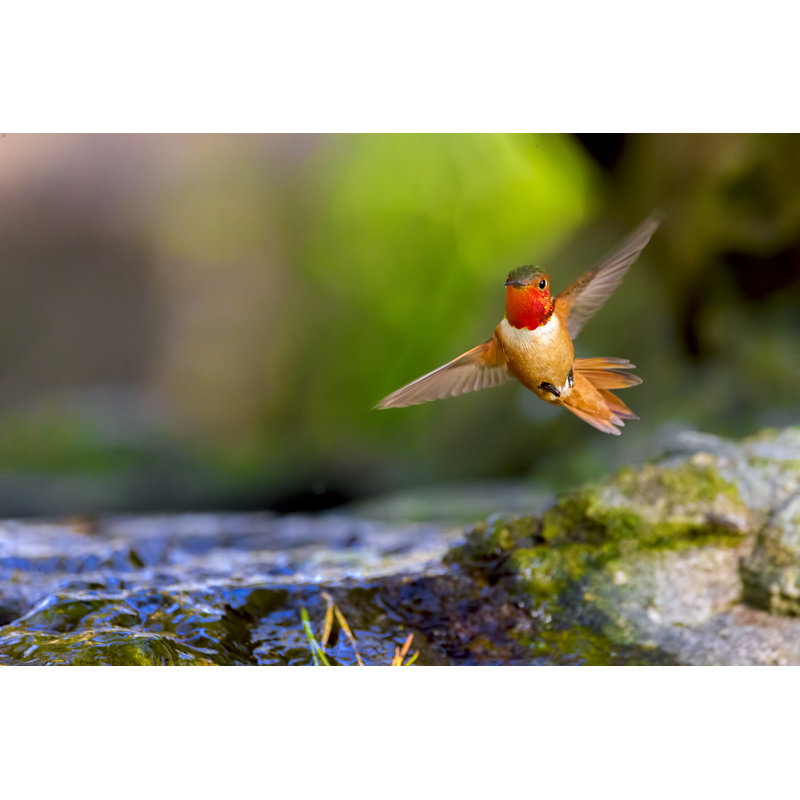 Hummingbird In Golden Gate Park, San Francisco by Spondylolithesis - No Frame Print on Canvas, 61cm H x 91cm W