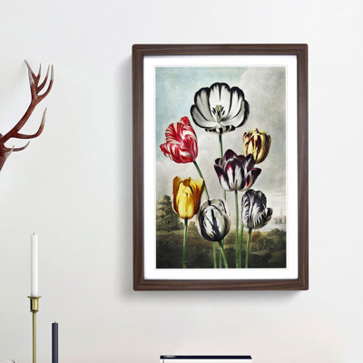 Striped Tulips by R.J. Thornton - Framed Print
