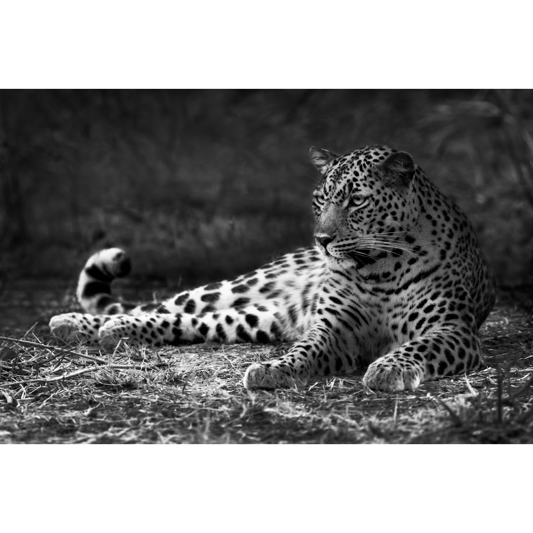 Leopard von Donvanstaden - Leinwandbild