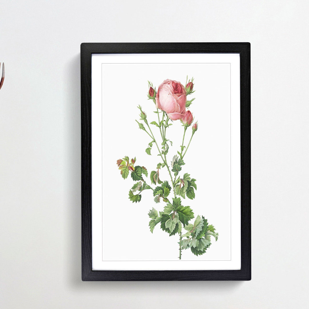 Pink Rosebush in Bloom by Pierre-Joseph Redoute - Picture Frame Painting Print