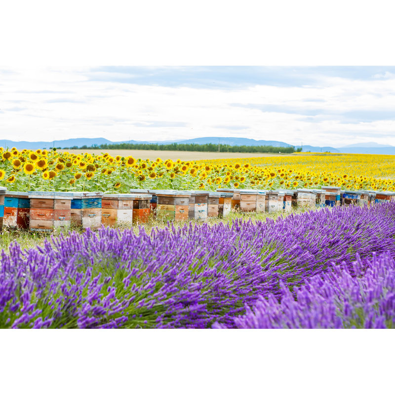 Lavender Fields - Wrapped Canvas Print, 20cm H x 30cm W x 3.8cm D