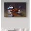 «Ruddy Duck» de Berrien, impression sur toile tendue-27649217