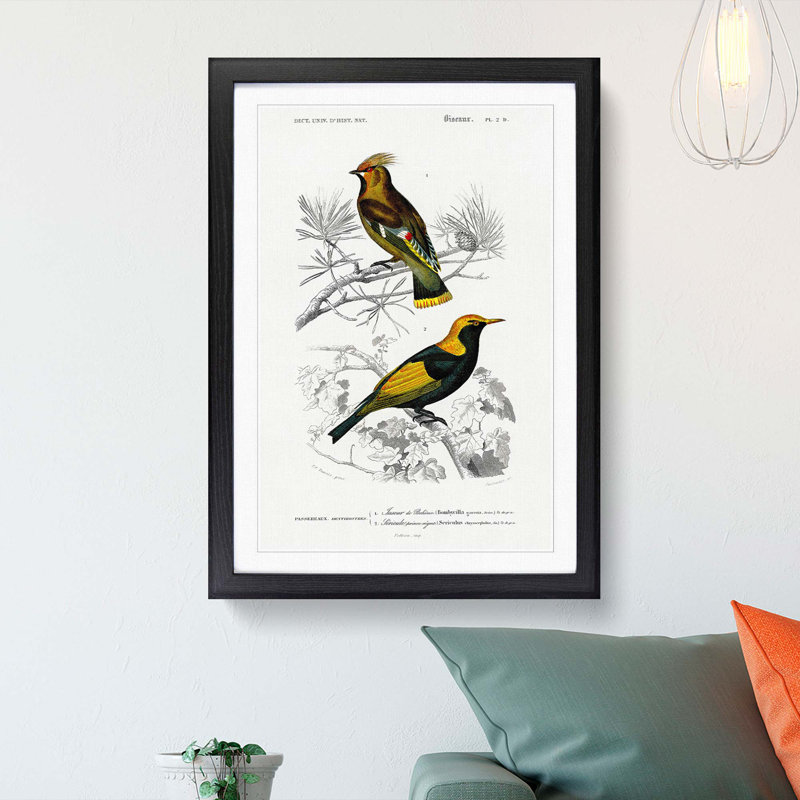 Bird Illustrations PL. 2D by Charles d Orbigny - Framed Print, Black Framed, 63cm H x 45cm W x 2cm D