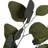 0.25'' Plant
