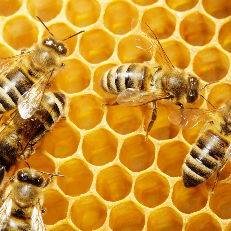 Milana Bees On Honeycells par Irochka_T - Photographie sur toile tendue, H 12 po x l 12 po