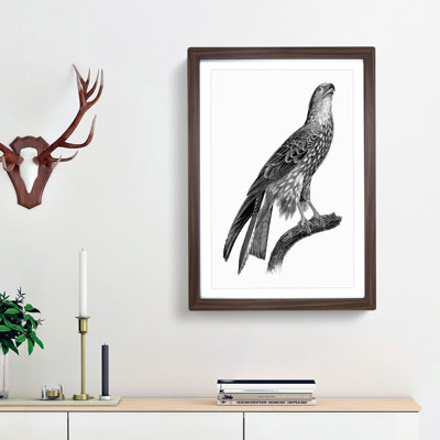 Black Kite Illustration - Picture Frame Art Print