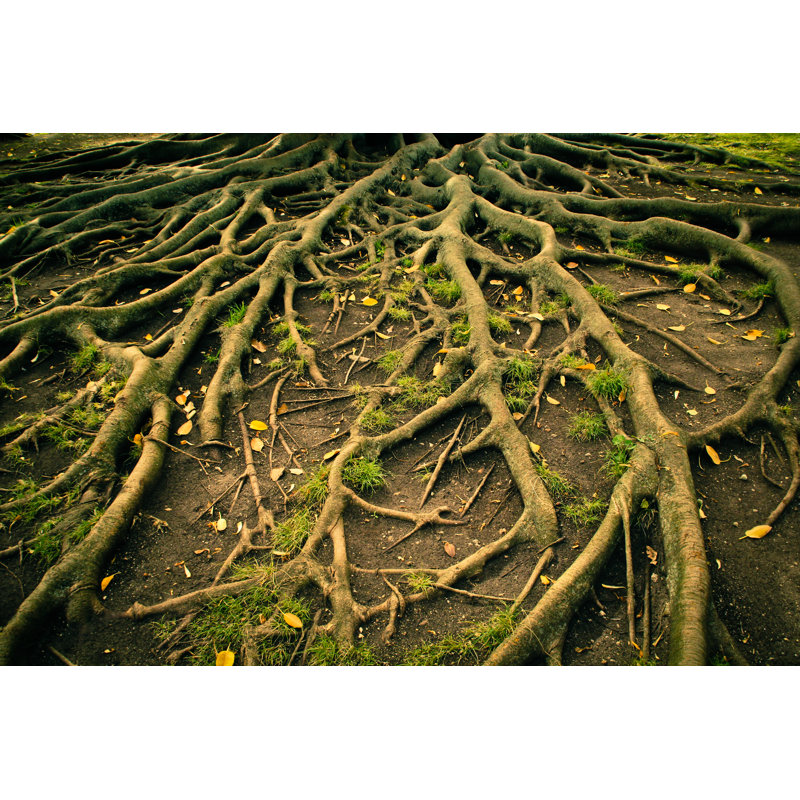 Tree Roots - Photographie sur toile tendue, H 12 po x l 18 po