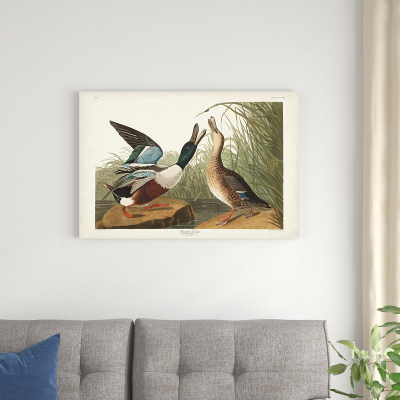 Pl 327 Shoveller Duck, H 24 po x l 36 po