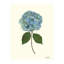 Pressed Botanical Set by Sandy Whitaker-1772074533