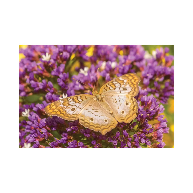 USA, Arizona, Desert Botanic Garden. White peacock butterfly. 1 Piece Wrapped Canvas Wall Art, 101.6 cm H x 66.04 cm W