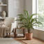 Fern Plant