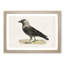 Western Jackdaw by Von Wright - Picture Frame Painting Print-55612443-55612446