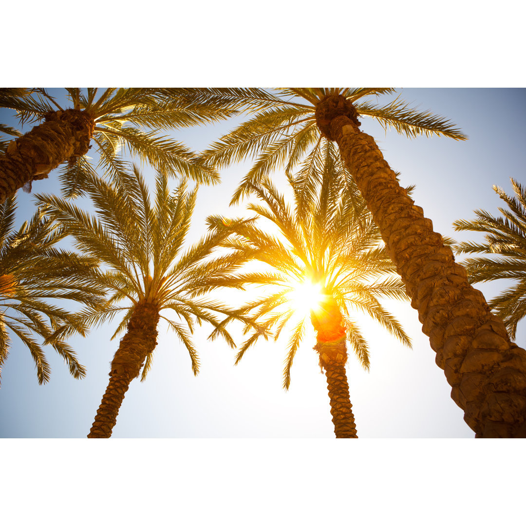 Palm Tree Leaves von Pawel.gaul - Druck