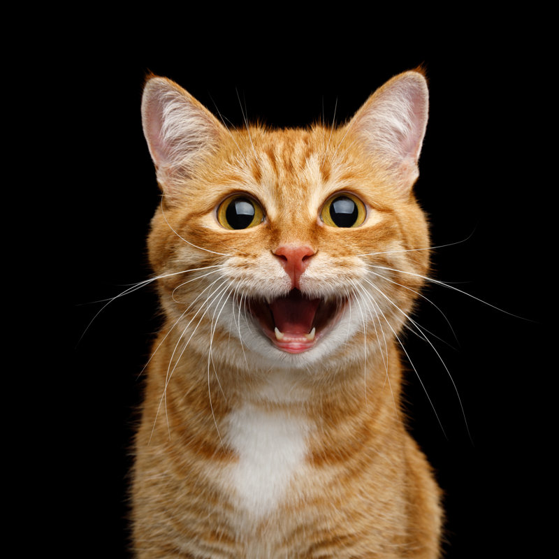 Magnifique chat roux sur fond noir isolé - Photographie sur toile tendue, H 30 po x l 30 po