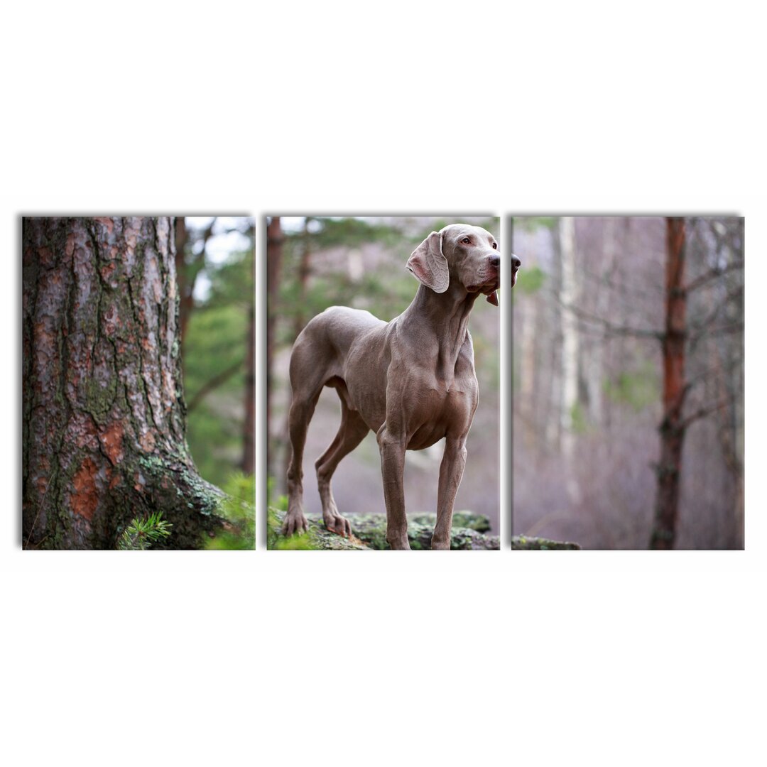 3-tlg. Leinwandbilder-Set Edler Weimaraner im Wald