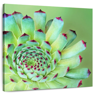 Harnek Exotic Succulent