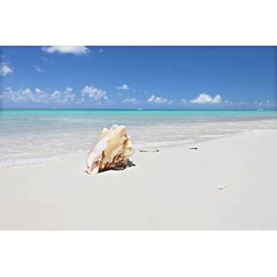 Sea Shell Isolated - Wrapped Canvas Print