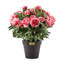 Peony Urn Filler-1564878344