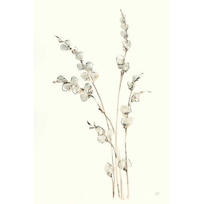 Chatte saule IV