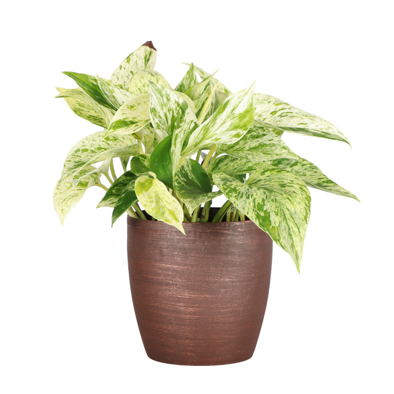 Marble Queen Pothos Plant in Pot, Copper
