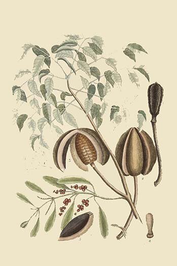 Buyenlarge Mahogany Tree By Catesby Catesby Print 