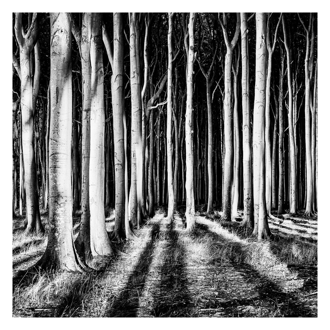 Ghost Forest 2.4m x 2.4m Textured Matte Peel & Stick Mural