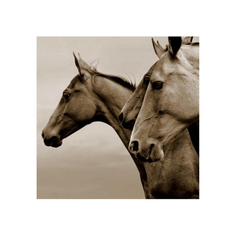 True Confidence Print by Sofia Fox, 36" H x 36" W x 1.5" D, Outdoor
