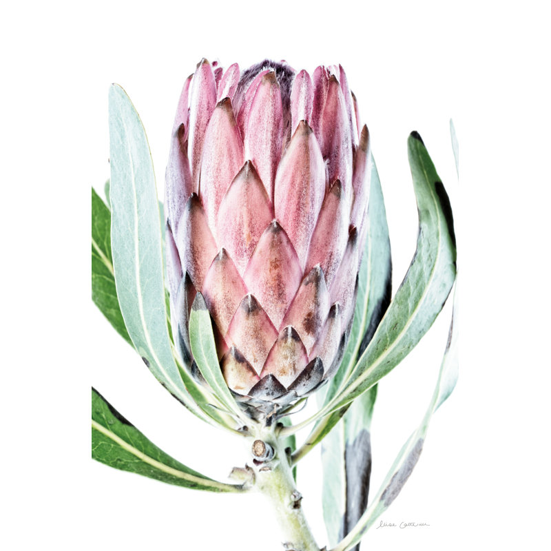 " Dreamy Protea I ", 8" H x 12" W x 1.25" D