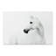 Cheval blanc, impression sur verre