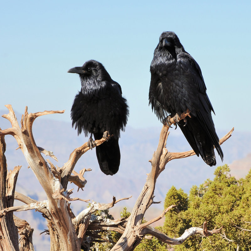 Two Big Crows by Syaber - Wrapped Canvas Print, 91cm H x 91cm W