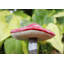 Coplay Fairies Plastic Garden Statue