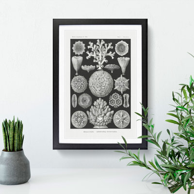 Hexacorallia Coral Vol.1 by Ernst Haeckel - Framed Print